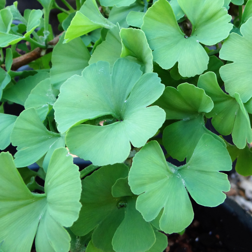 GINKGO BILOBA 40 varieties 2/2 Mundi Plantarum